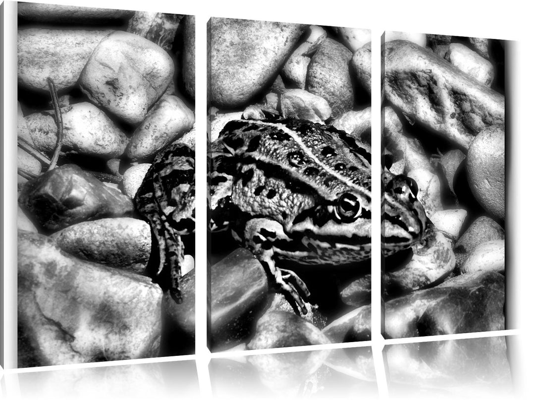 Pixxprint Monocrome, grüne Kröte in Steinbett 3-Teiler Leinwandbild 120x80 Bild auf Leinwand