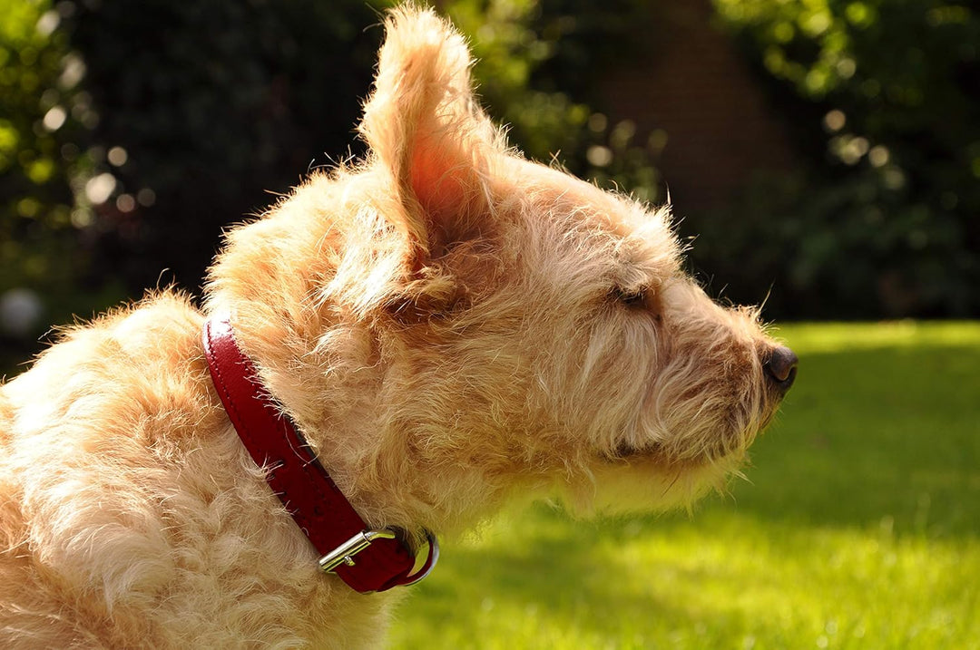 Schnüffelfreunde Halsband für Hunde aus Leder, Hundehalsband für den grossen, mittleren und kleinen