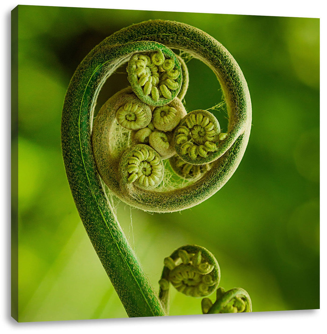 Pixxprint Lockiges Blatt von Einer Farne im Wald, Format: 70x70 auf Leinwand, 70x70