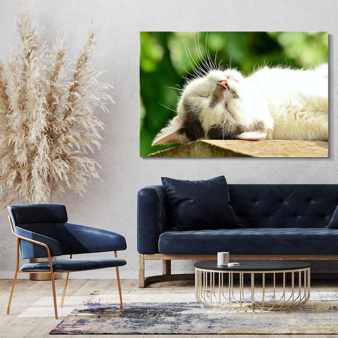 Leinwand (60x40cm): Katze weiss entspannt liegend Katzenbilder 60x40 cm, 60x40 cm