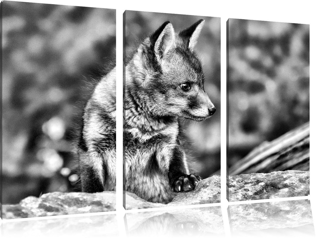 Pixxprint junger Fuchs als Leinwandbild/Grösse: 3 Teilig (120x80) cm/Wandbild/Kunstdruck/fertig besp
