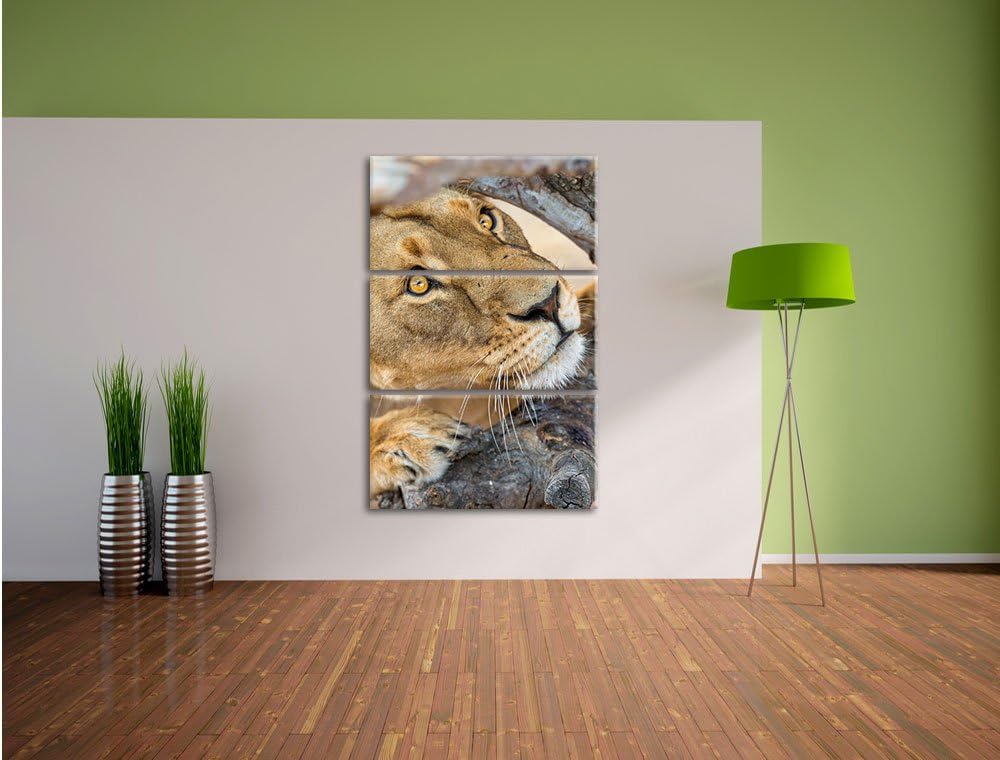 Pixxprint anpirschende Löwin 3-Teiler Leinwandbild 120x80 Bild auf Leinwand
