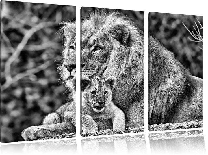 Pixxprint Lieber Löwe mit Jungtier als Leinwandbild/Grösse: 3 Teilig (120x80) cm/Wandbild/Kunstdruck