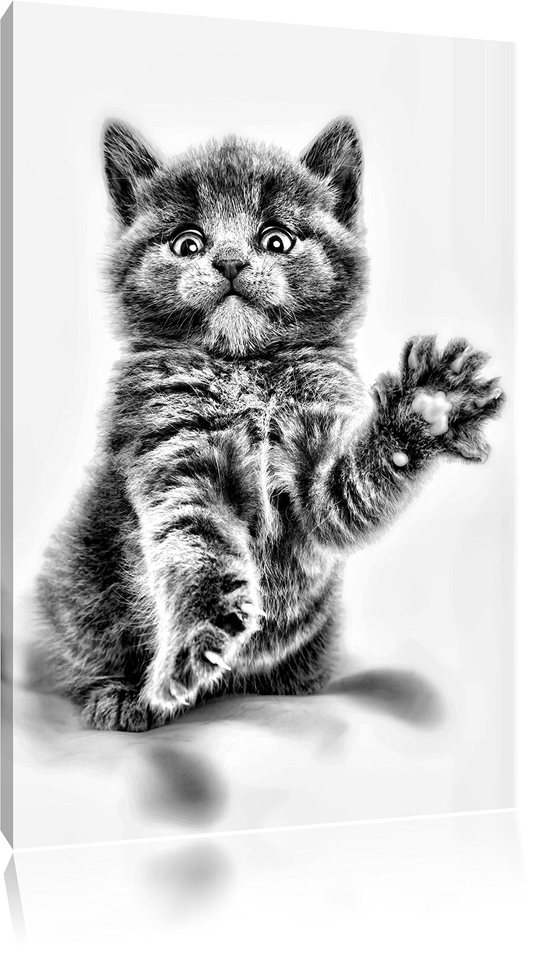 Pixxprint Babykatze die bettelt als Leinwandbild/Grösse: 100x70 / Wandbild/Kunstdruck/fertig bespann