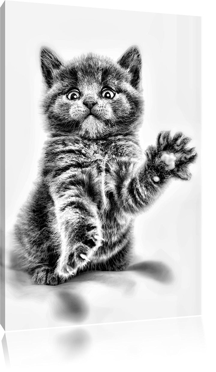 Pixxprint Babykatze die bettelt als Leinwandbild/Grösse: 100x70 / Wandbild/Kunstdruck/fertig bespann