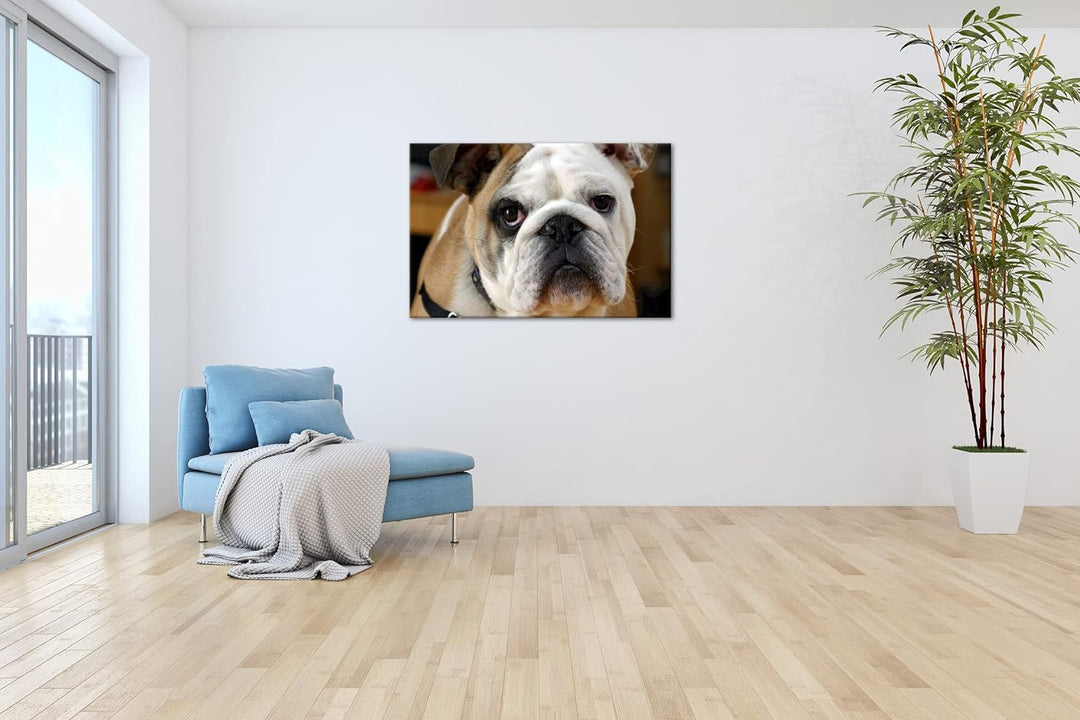 deyoli Englische Bulldogge im Format: 80x60 als Leinwandbild, Motiv fertig gerahmt auf Echtholzrahme