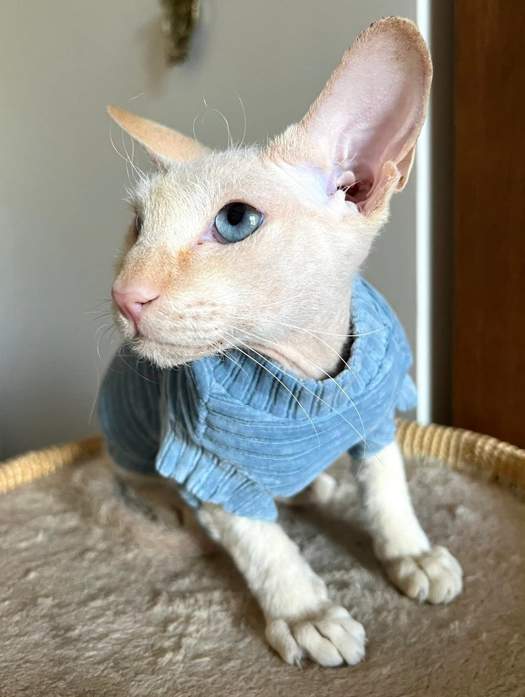 Kotomoda Katzen-T-Shirt aus Cord fьr Sphynx und nackte Katzen (Medium, Blau) mittel blau, mittel bla