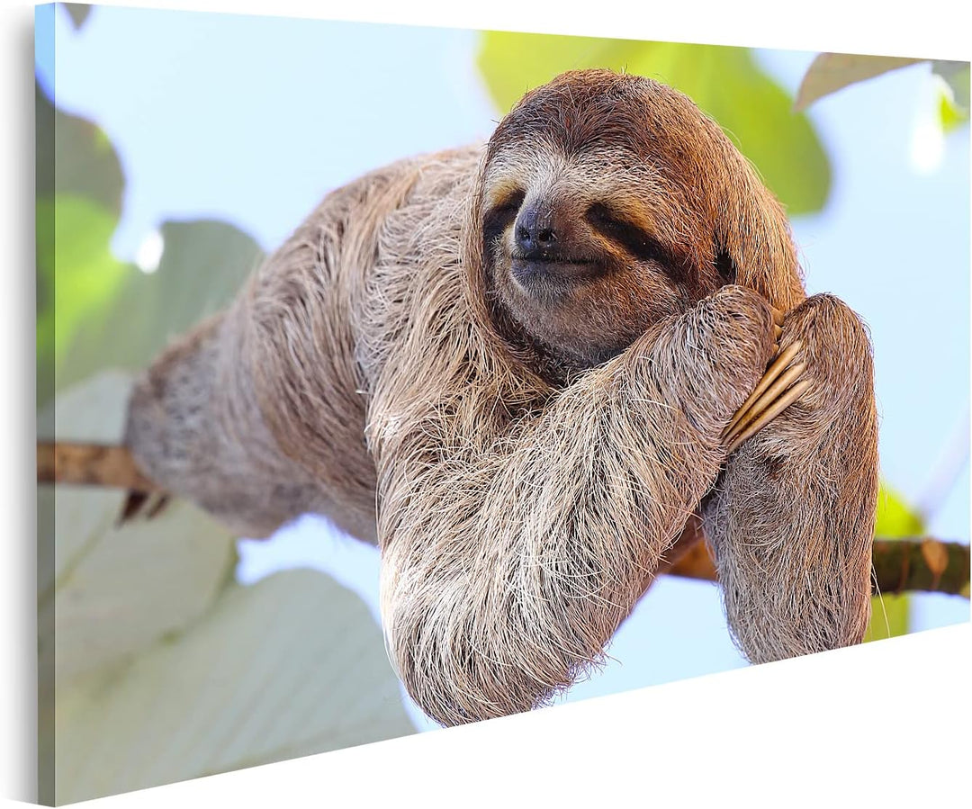 islandburner Bild auf Leinwand Schlafendes Faultier Auf Ast Bilder Wandbilder Poster Leinwand 100x57