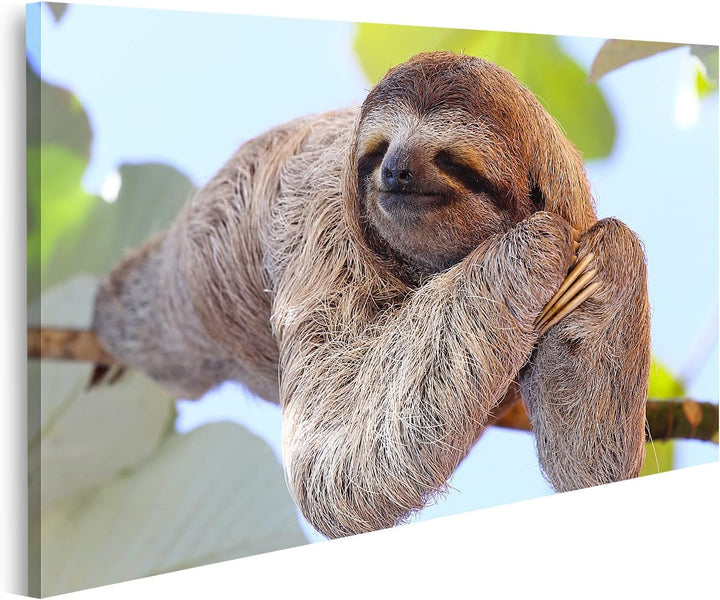 islandburner Bild auf Leinwand Schlafendes Faultier Auf Ast Bilder Wandbilder Poster Leinwand 100x57