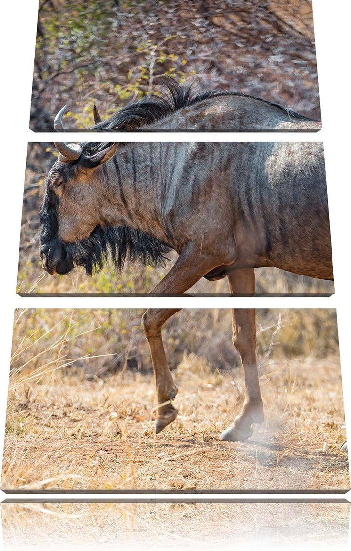 Pixxprint Kaffernbüffel in der Savanne 3-Teiler Leinwandbild 120x80 Bild auf Leinwand