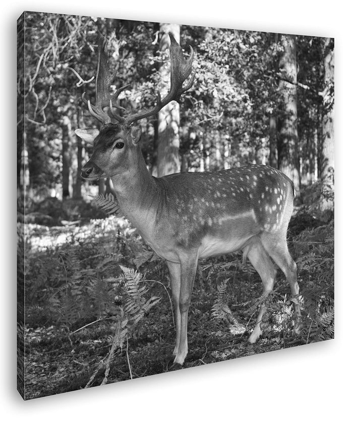 deyoli Bezaubernder Hirsch im Wald im Format: 70x70 Effekt: Schwarz&Weiss als Leinwandbild, Motiv au