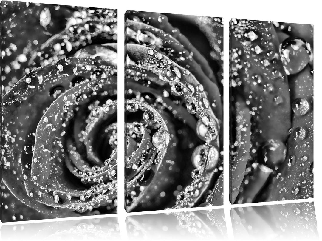 Pixxprint Monocrome, Elegante rote Rose mit Wassertropfen 3-Teiler Leinwandbild 120x80 Bild auf Lein