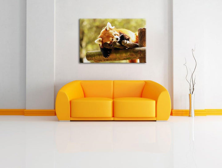 Kleiner Panda träumt Format: 100x70 auf Leinwand, XXL riesige Bilder fertig gerahmt mit Keilrahmen,