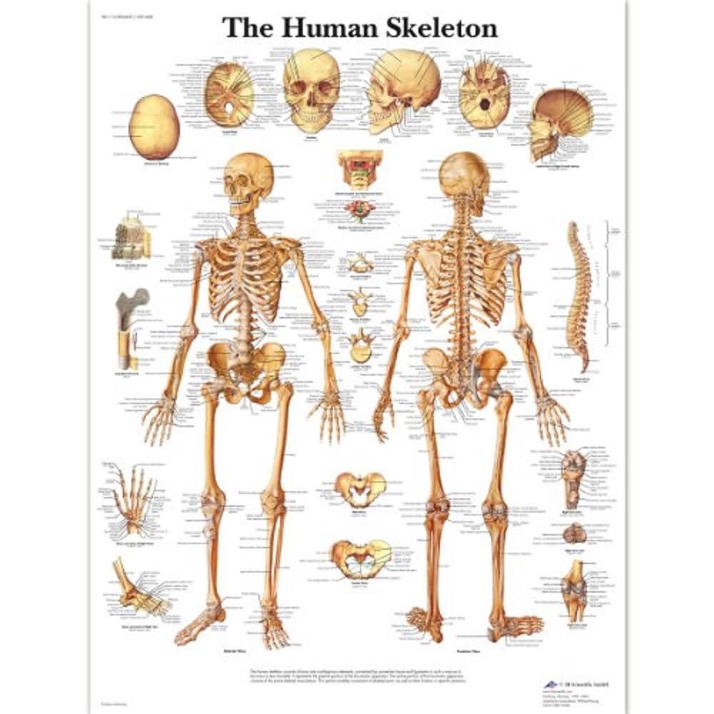 3B Scientific 1001468 Lehrtafel: Das menschliche Skelett, laminiert, in Englisch, Laminiert