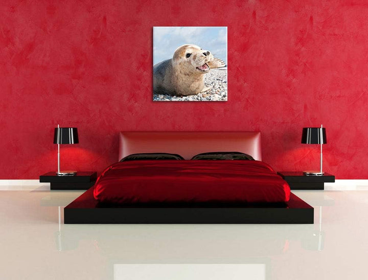Süsse Robbe auf Steinstrand, Format: 70x70 auf Leinwand, XXL riesige Bilder fertig gerahmt mit Keilr