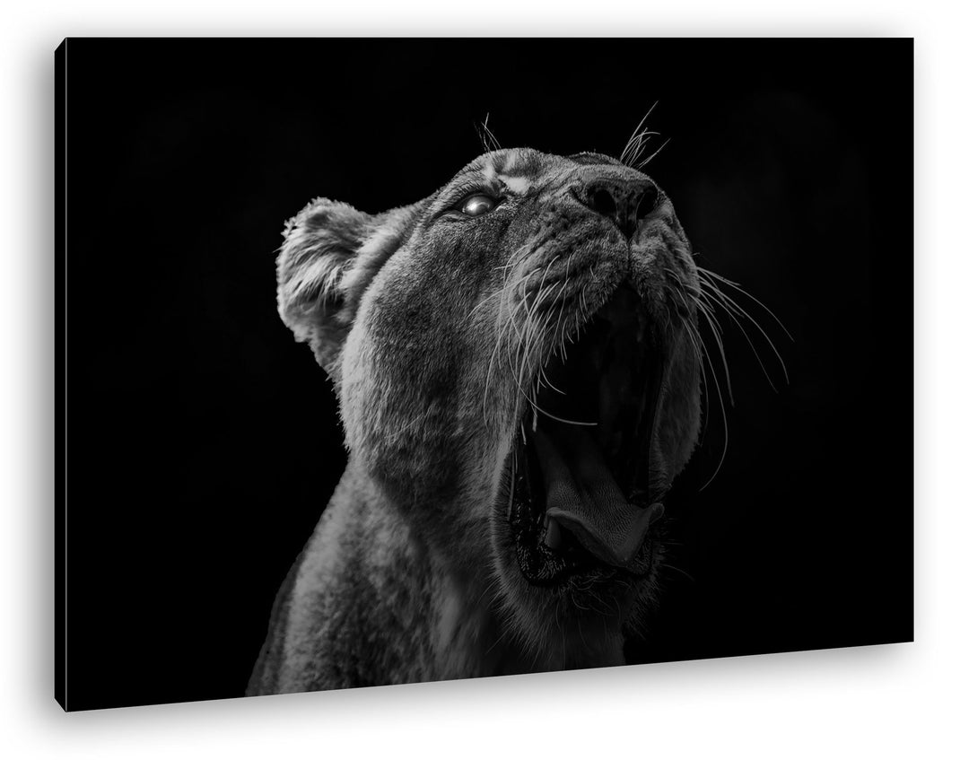 deyoli Dark stolze Löwin Format: 100x70 Effekt: Schwarz/Weiss als Leinwand, Motiv fertig gerahmt auf