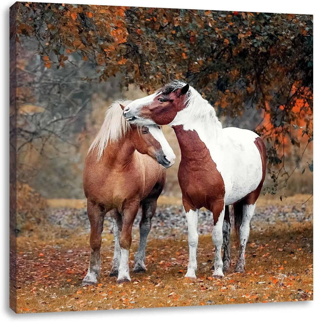 zwei schmusende Pferde, Format: 70x70 auf Leinwand, XXL riesige Bilder fertig gerahmt mit Keilrahmen
