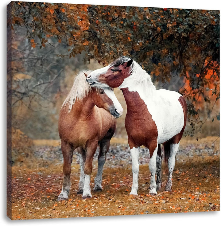zwei schmusende Pferde, Format: 70x70 auf Leinwand, XXL riesige Bilder fertig gerahmt mit Keilrahmen