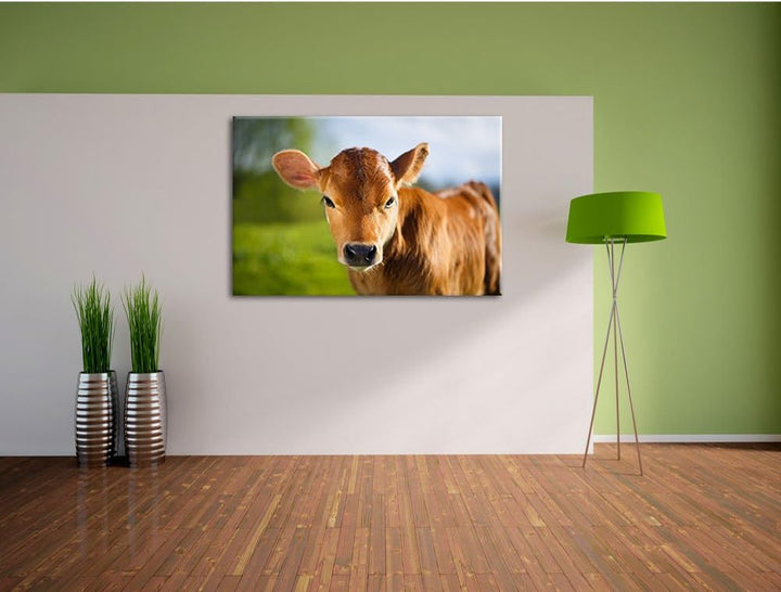 Junge Kuh Kälbchen, Format: 100x70 auf Leinwand, XXL riesige Bilder fertig gerahmt mit Keilrahmen, K