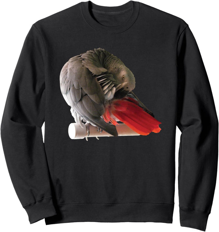 Kongo-Graupapagei auf einem Barsch, putzend Sweatshirt