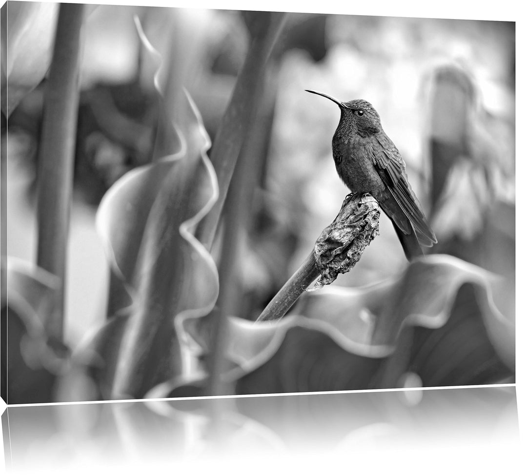 Pixxprint Kolibri in seinem Lebensraum als Leinwandbild/Grösse: 100x70 / Wandbild/Kunstdruck/fertig