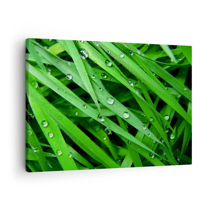 Bilder auf Leinwand Natur Gras Wasser Tropfen Leinwandbild 70x50cm Wandbilder Dekoration Wohnzimmer