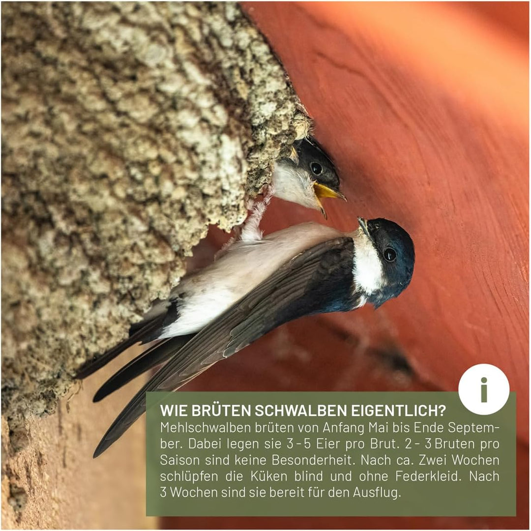 wildtier liebe Schwalbennest, Doppelnest I Nisthilfe Natur für Mehlschwalben aus Massiv-Holz &amp; Natur