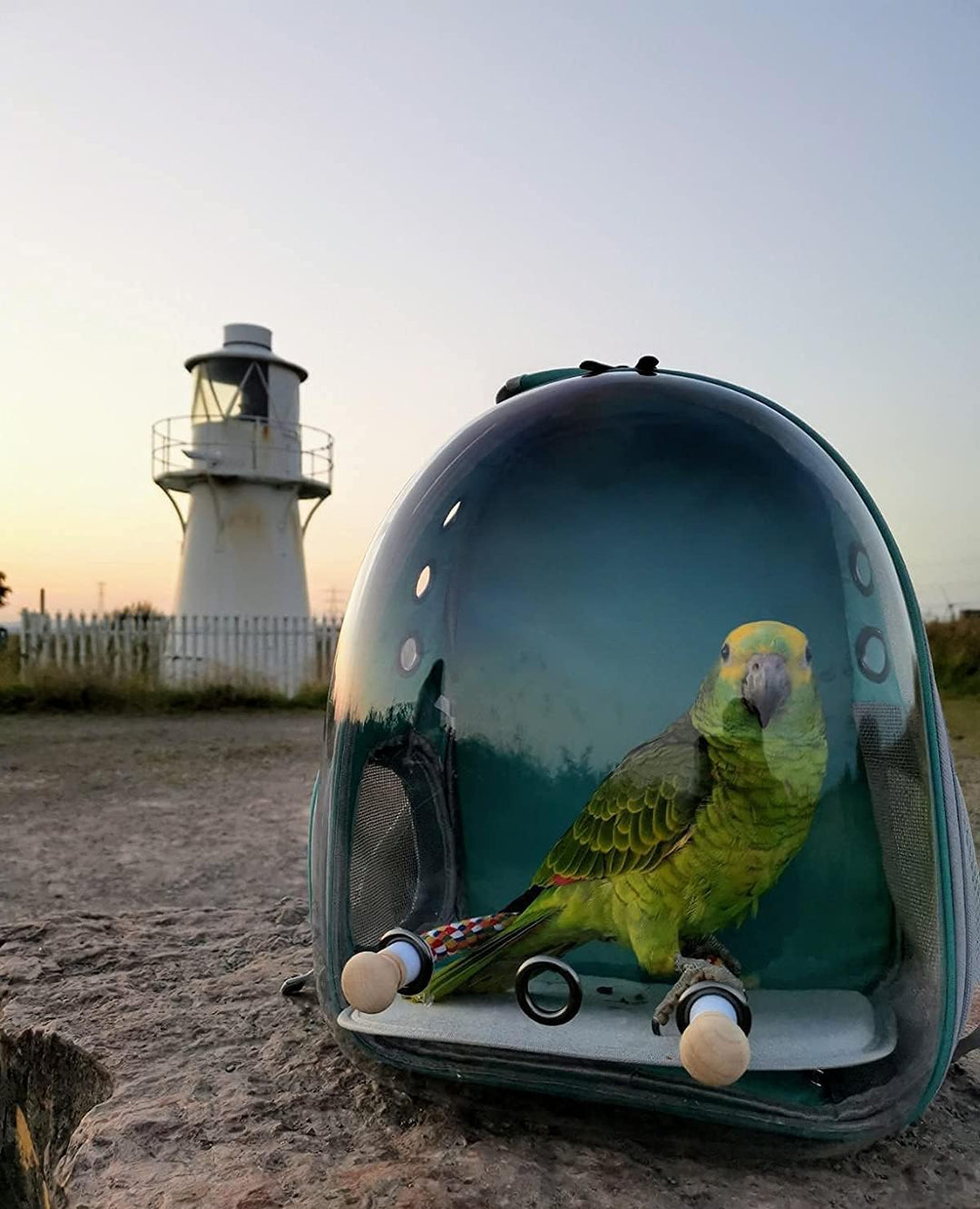 Bird Backpack Carrier, Bird Bubble Travel Backpack with Standing Perch Tray Food Cups grün, grün
