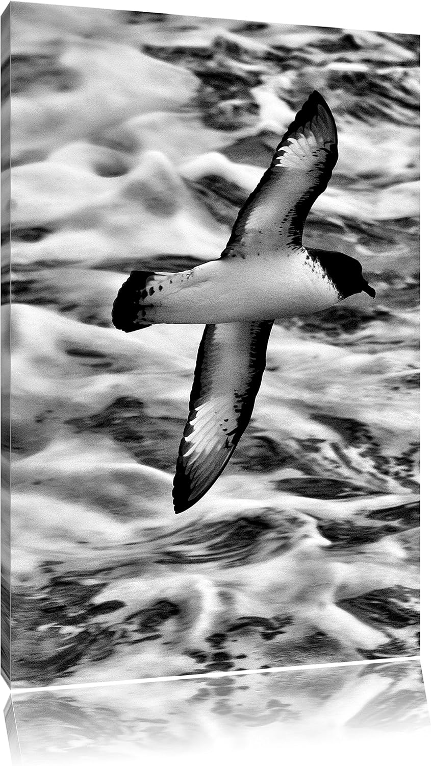 Pixxprint prächtige Möwe fliegt über Wasser als Leinwandbild/Grösse: 100x70 / Wandbild/Kunstdruck/fe