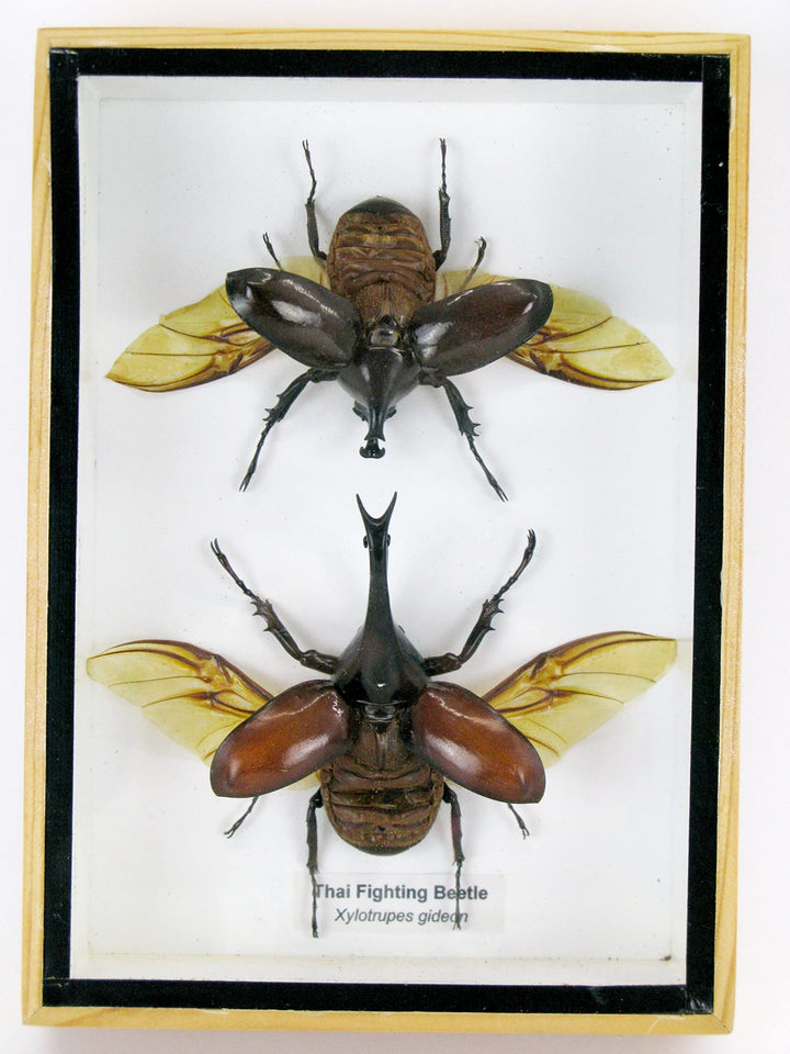 Echte präparierte und riesige Insekten, Cicaden und Krabbler im Schaukasten aus Holz hinter Glas (2