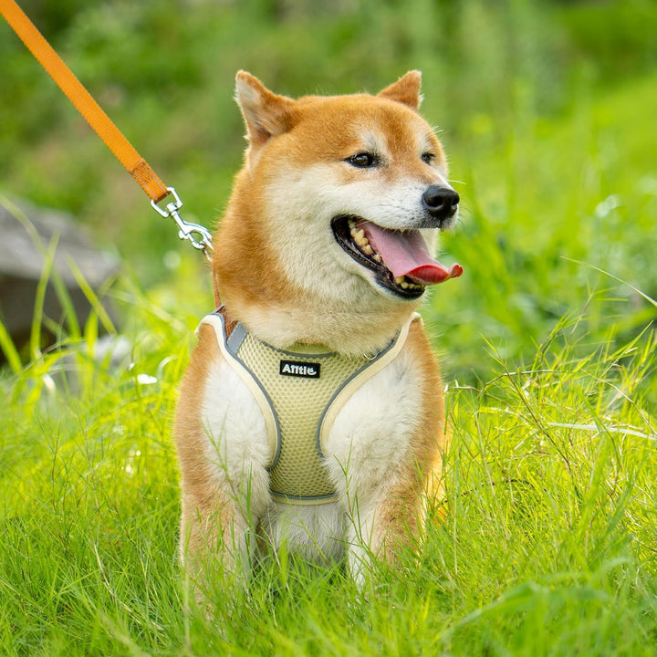 AIITLE No Pull Hundegeschirr, Step in einstellbares Hundegeschirr mit gepolsterter Weste, Hundeleine