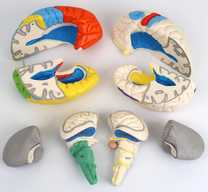 3B Scientific Menschliche Anatomie - Hirnfunktionen-Modell, 8-teilig + kostenlose Anatomie App - 3B