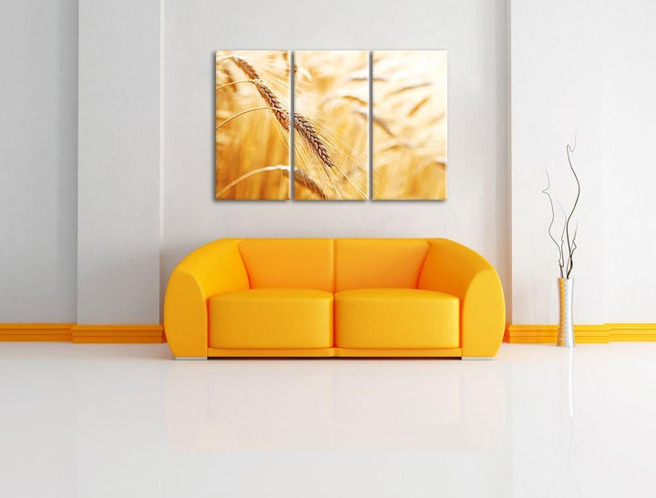 Weizen auf dem Feld als 3-Teiler Leinwandbild 120x80 Bild auf Leinwand, XXL riesige Bilder fertig ge