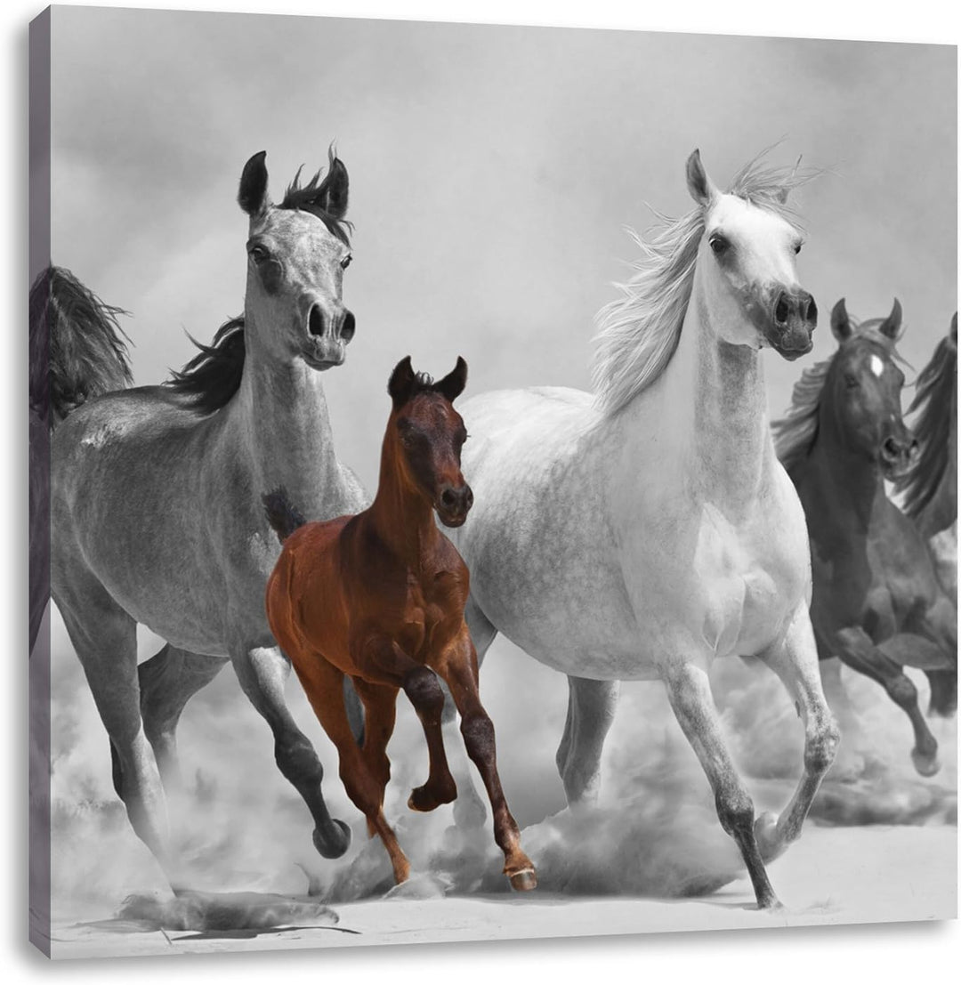 Pixxprint Mustangs in der Wüste mit Fohlen als Leinwandbild Quadratisch/Grösse: 70x70 / Wandbild/Kun