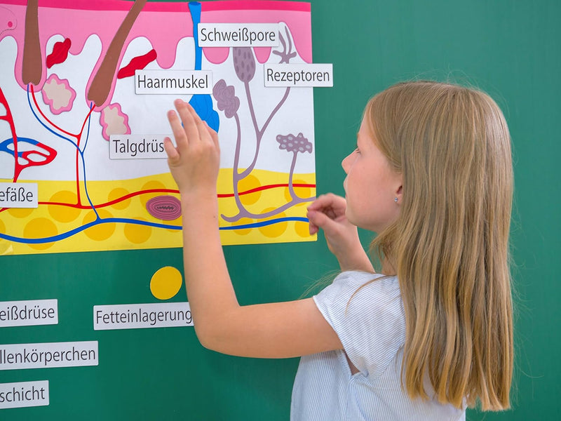 Betzold - Die Haut, magnetisches Tafelmaterial - Biologie Lehrmittel Anatomie Nocolor, Nocolor