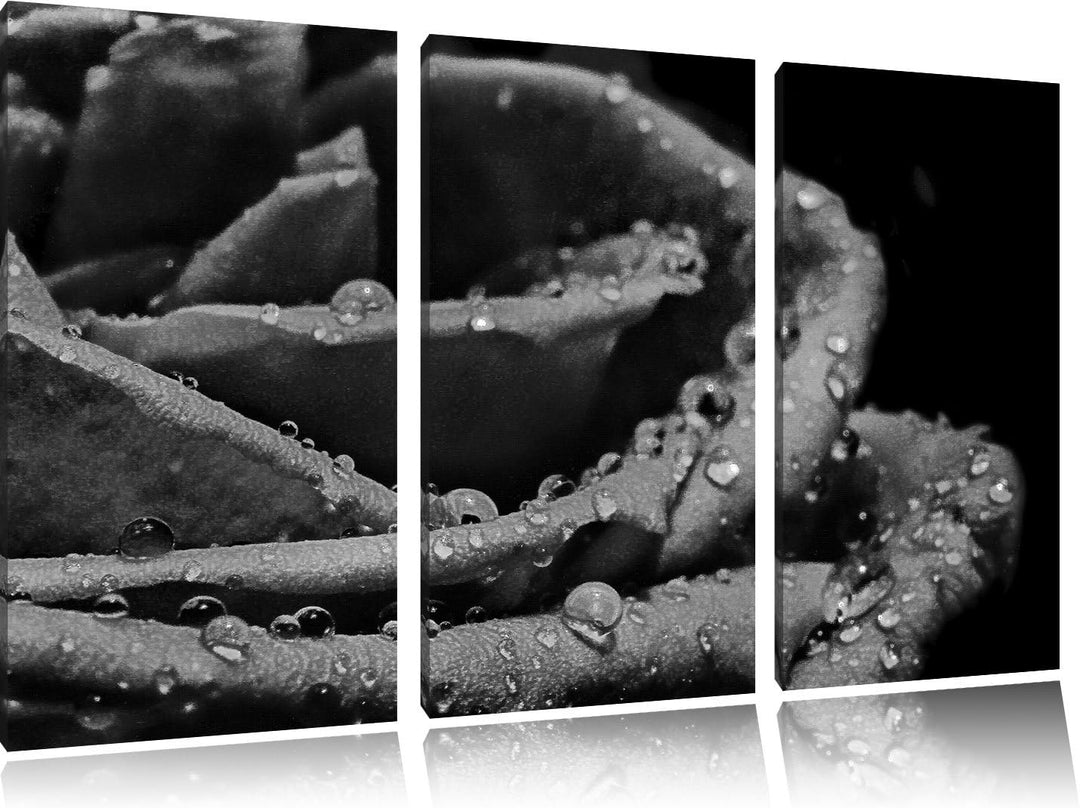 Pixxprint Tropfen auf roter Rose als Leinwandbild/Grösse: 3 Teilig (120x80) cm/Wandbild/Kunstdruck/f