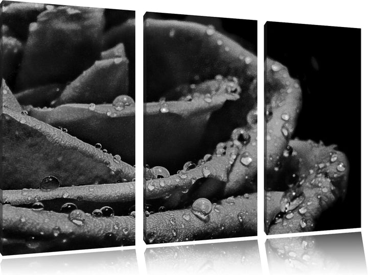 Pixxprint Tropfen auf roter Rose als Leinwandbild/Grösse: 3 Teilig (120x80) cm/Wandbild/Kunstdruck/f