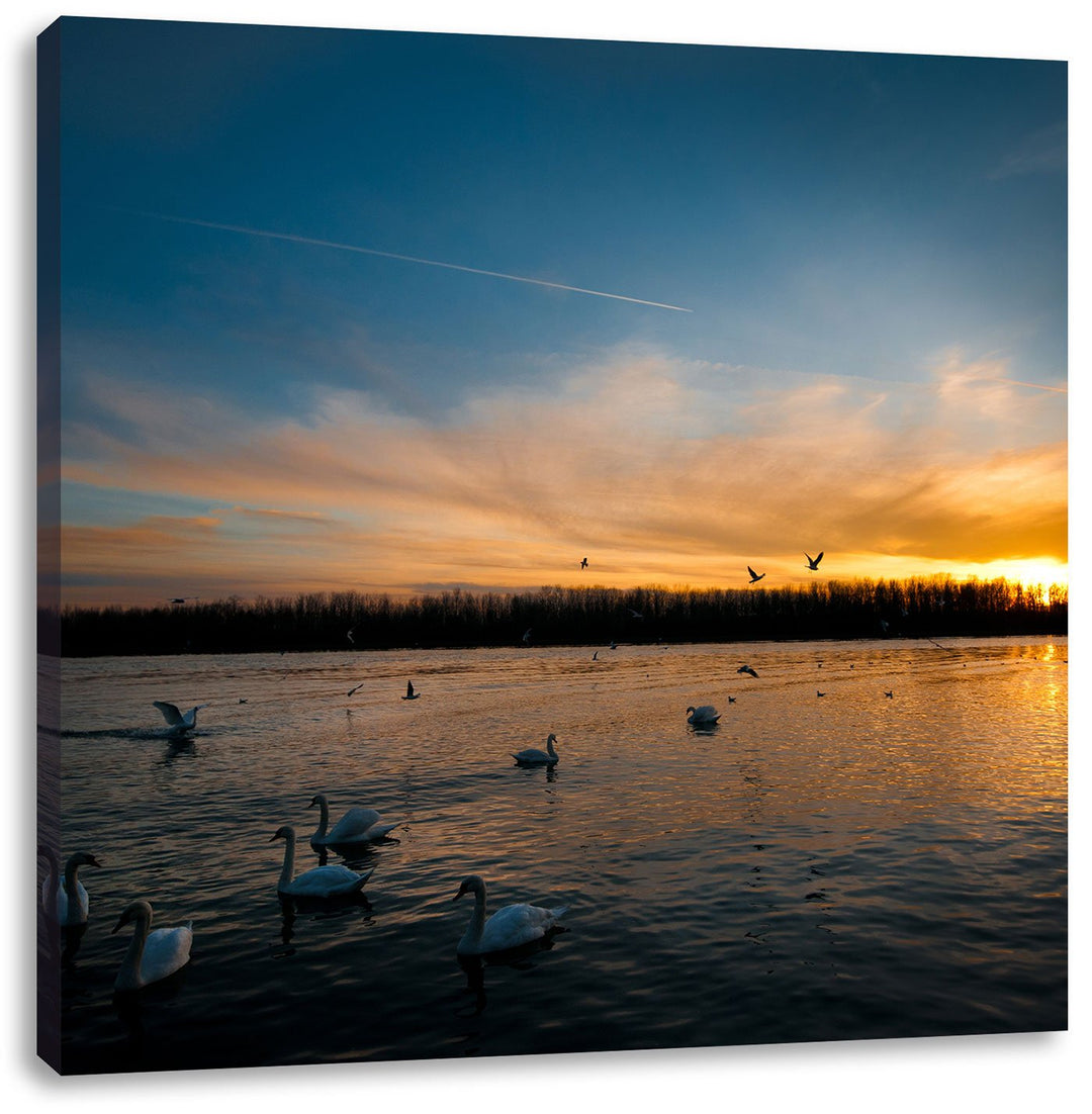 Schwäne im Sonnenuntergang, Format: 70x70 auf Leinwand, XXL riesige Bilder fertig gerahmt mit Keilra