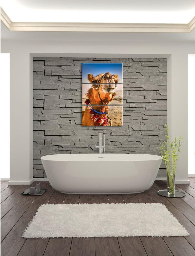 Pixxprint Lustiges Kamel in Wüste als Leinwandbild/Grösse: 3 Teilig (120x80) cm/Wandbild/Kunstdruck/