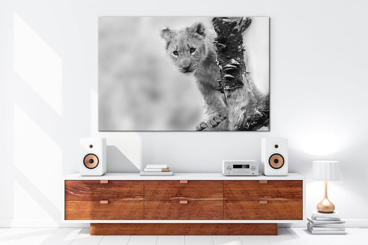 niedliches Löwenbaby in der Natur Effekt: Schwarz/Weiss im Format: 80x60 als Leinwandbild, Motiv fer