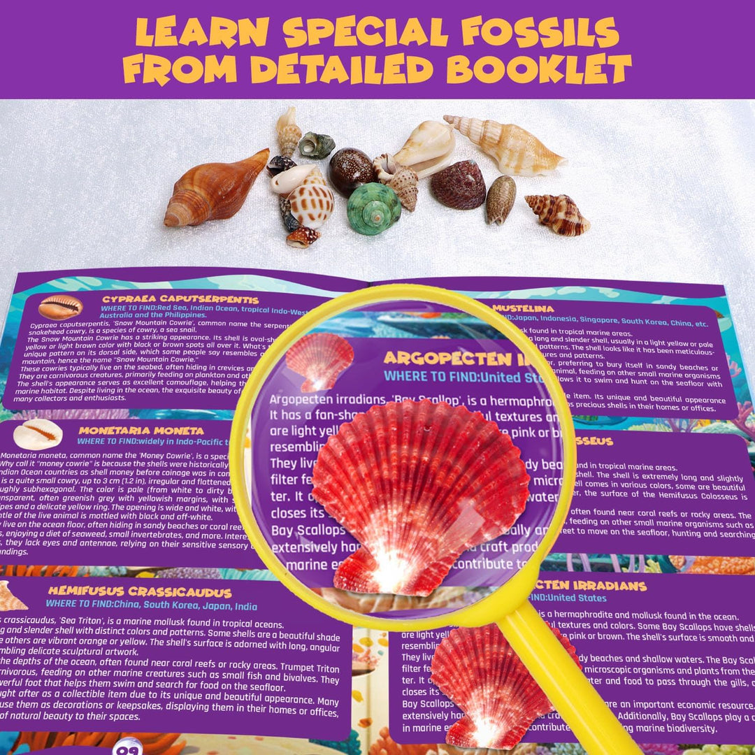 Ocean Fossil Dig Kit, Graben Sie mehr als 20 echte Muscheln und Schnecken aus, lustiges wissenschaft