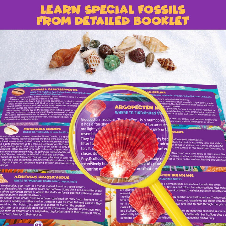 Ocean Fossil Dig Kit, Graben Sie mehr als 20 echte Muscheln und Schnecken aus, lustiges wissenschaft