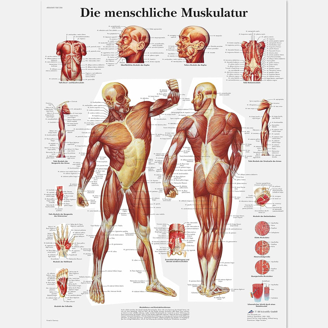 3B Scientific Lehrtafel laminiert - Die menschliche Muskulatur &amp; Lehrtafel laminiert - Das menschlic
