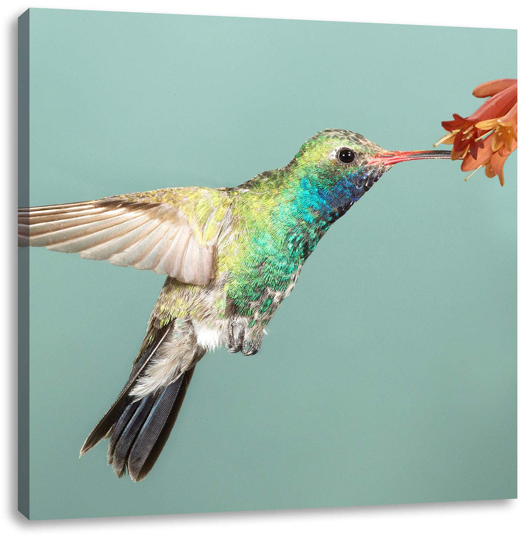 Pixxprint Bunter Kolibri, Format: 70x70 auf Leinwand, XXL riesige Bilder fertig gerahmt mit Keilrahm