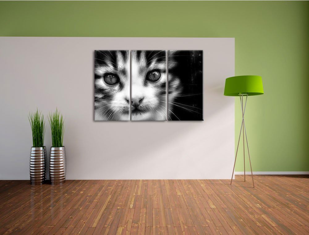 Pixxprint süsses junges Kätzchen als Leinwandbild/Grösse: 3 Teilig (120x80) cm/Wandbild/Kunstdruck/f