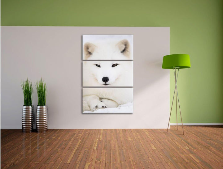 Pixxprint Weisser Fuchs als Leinwandbild/Grösse: 3 Teilig (120x80) cm/Wandbild/Kunstdruck/fertig bes