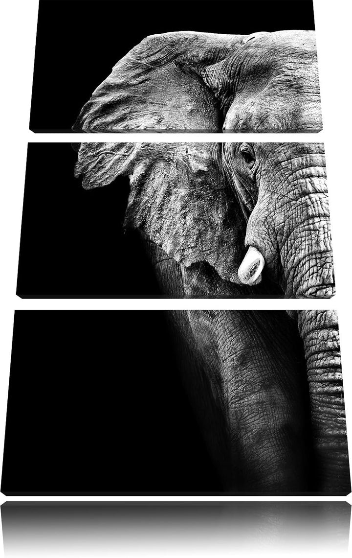 Pixxprint Elefant Porträt als Leinwandbild/Grösse: 3 Teilig (120x80) cm/Wandbild/Kunstdruck/fertig b