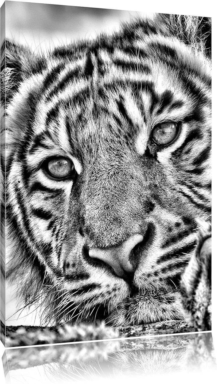 Monocrome, Tiger, Format: 100x70 auf Leinwand, XXL riesige Bilder fertig gerahmt mit Keilrahmen, Kun