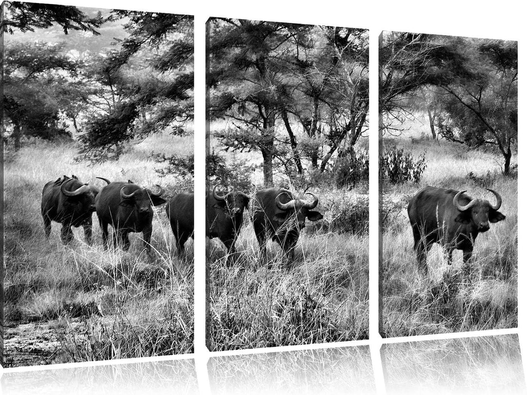 Pixxprint Monocrome, friedliche Kaffernbüffel Herde 3-Teiler Leinwandbild 120x80 Bild auf Leinwand