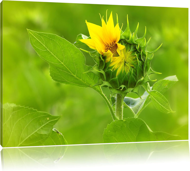 Aufblühende Sonnenblume, Format: 100x70 auf Leinwand, XXL riesige Bilder fertig gerahmt mit Keilrahm
